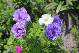 Anemone coronaria 'De Caen' mix