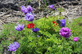 Anemone coronaria 'De Caen' mix