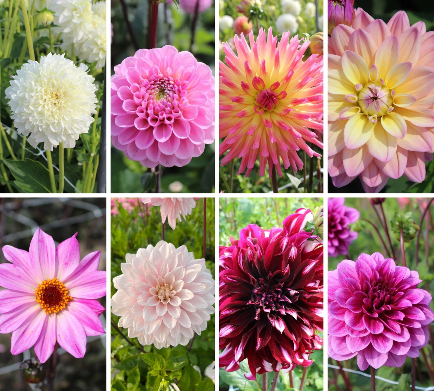 Romantic Dahlia Mix (8 Dahlias) Collection