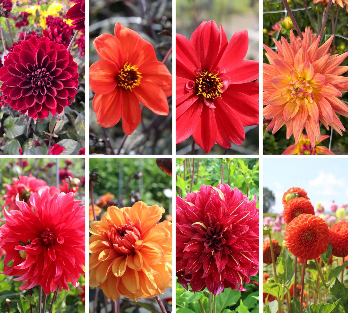 Passion Sunset Dahlia Mix (8 Dahlias) Collection