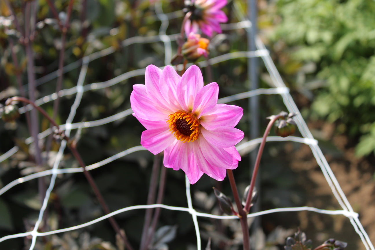 Dahlia 'Bishop of Leicester'