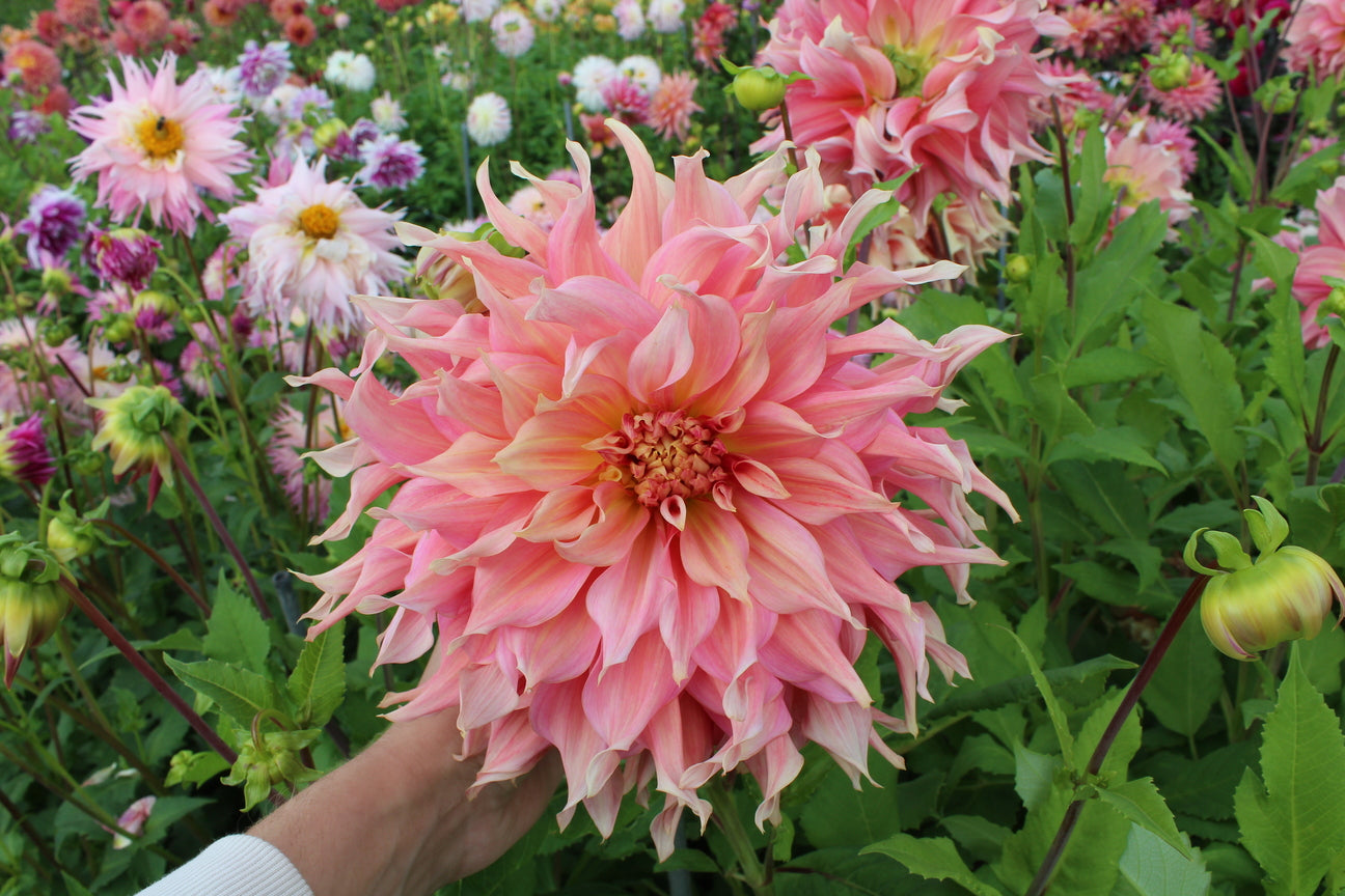 Dahlia 'Penhill Watermelon' – Gerven Bulbs