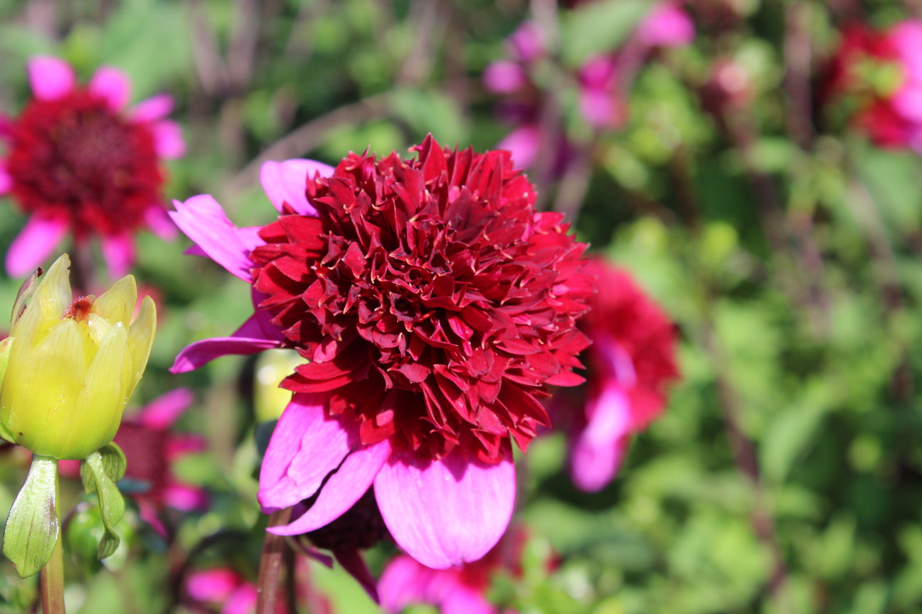 Dahlia_PoodleSkirt_2.jpg?v=