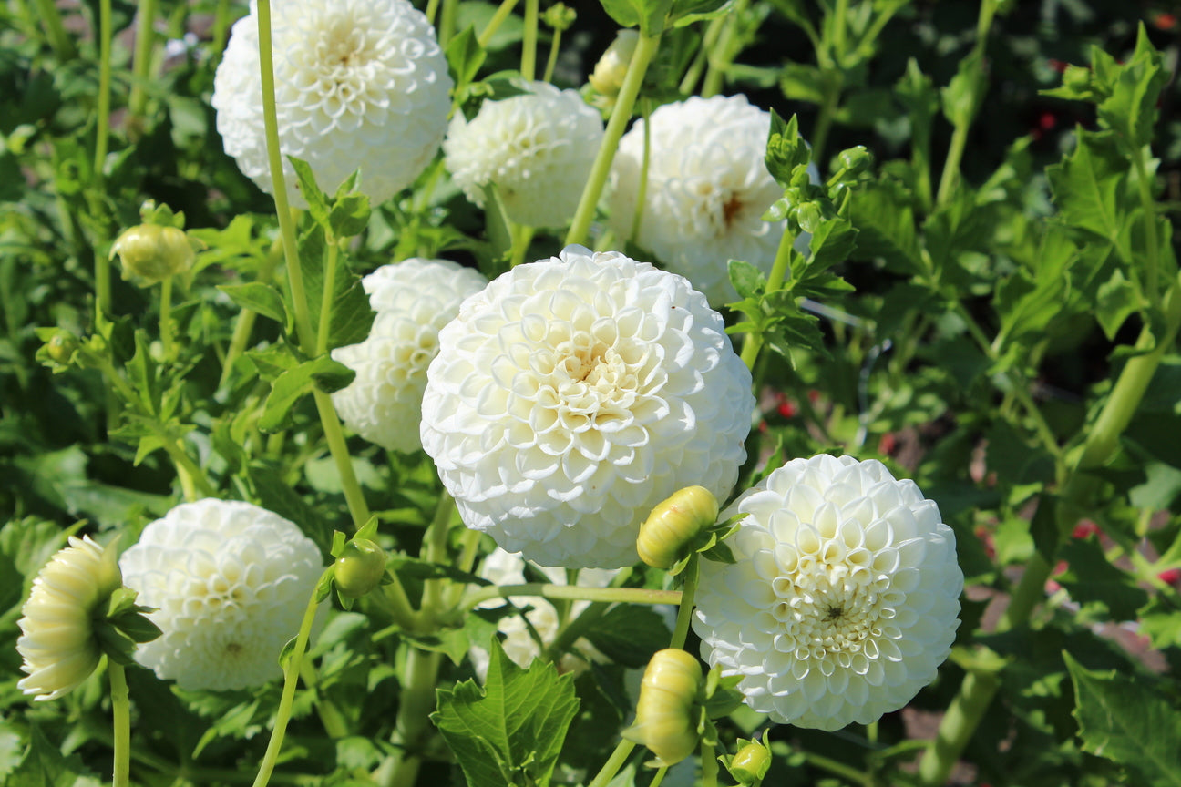 Dahlie 'Ryecroft Jan'