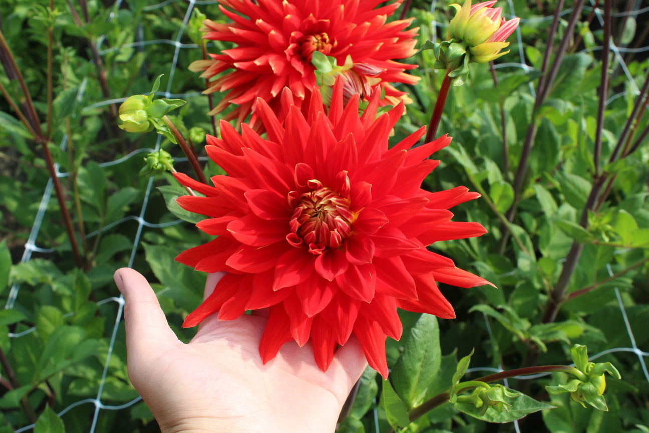 Red Button Dahlia Cost