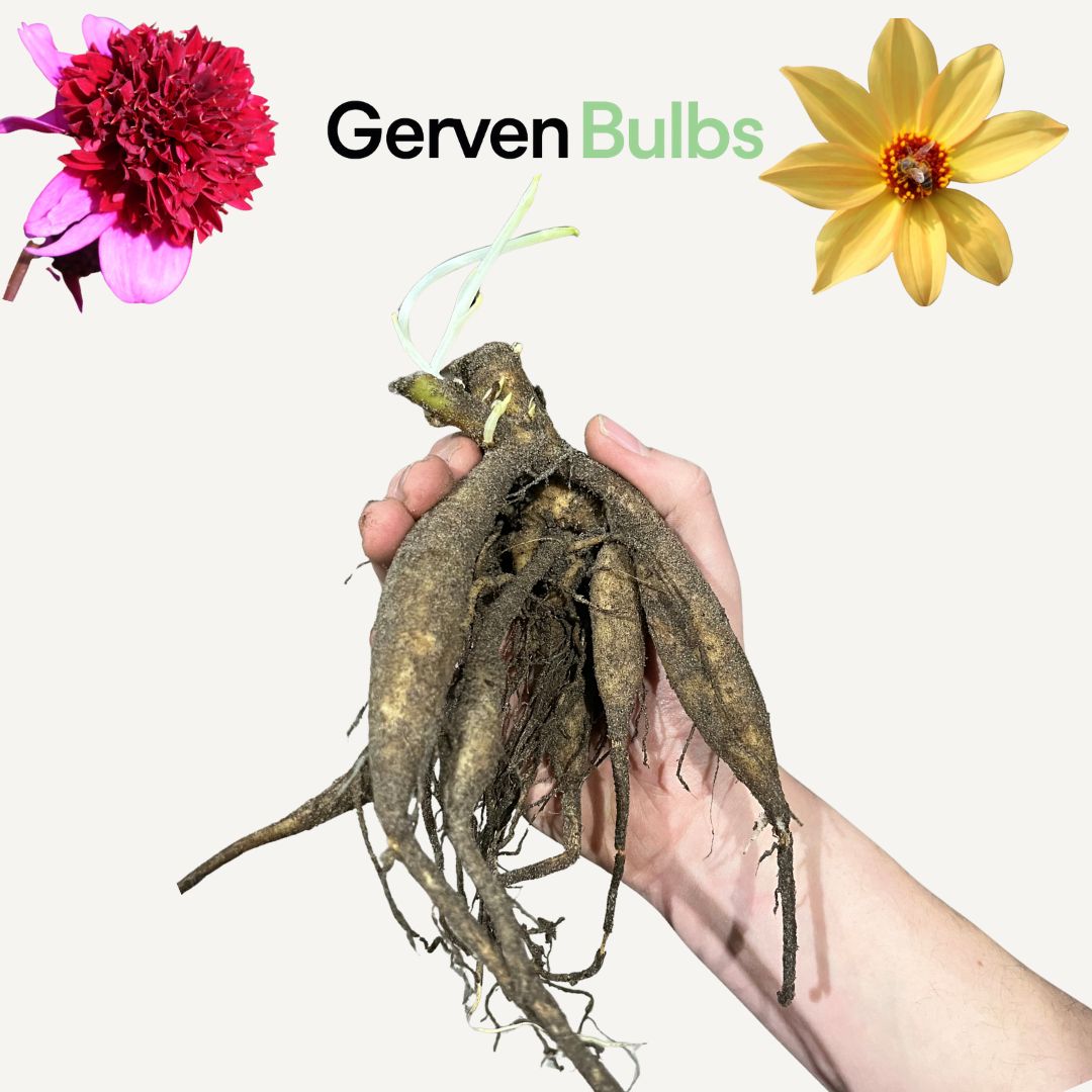 Dahlia 'Labyrinth Twotone'