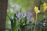 Hyacinthoides hispanica 'Excelsior'