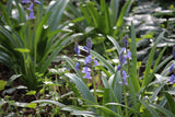 Hyacinthoides hispanica 'Excelsior'