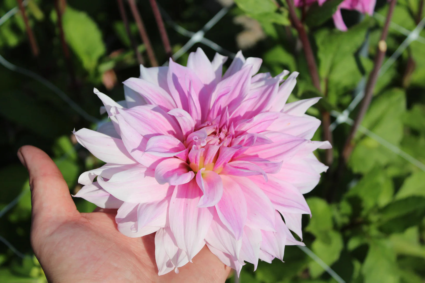 Blush Pink & Purple Dahlia Collection