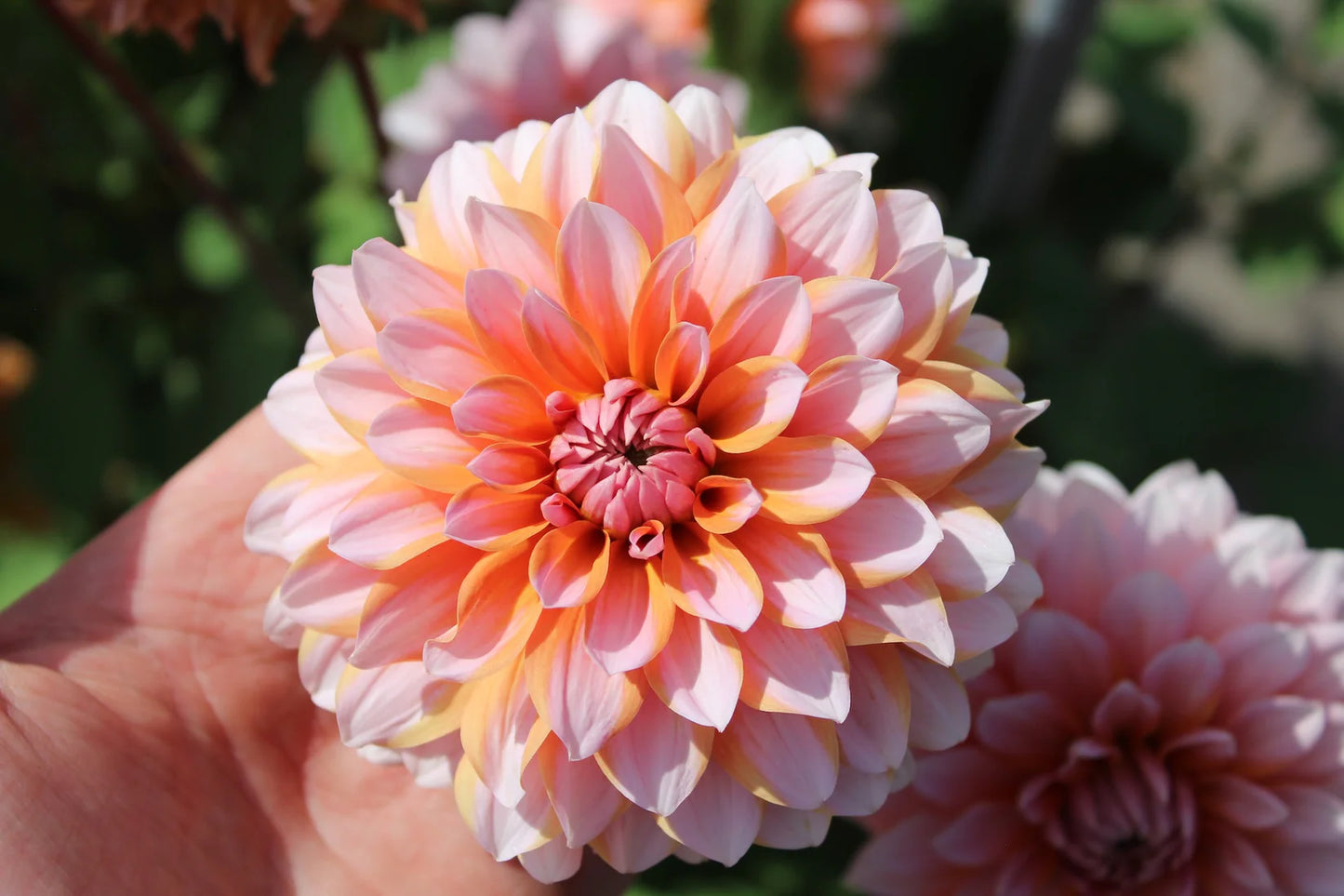 Sunset Orange Dahlia Collection