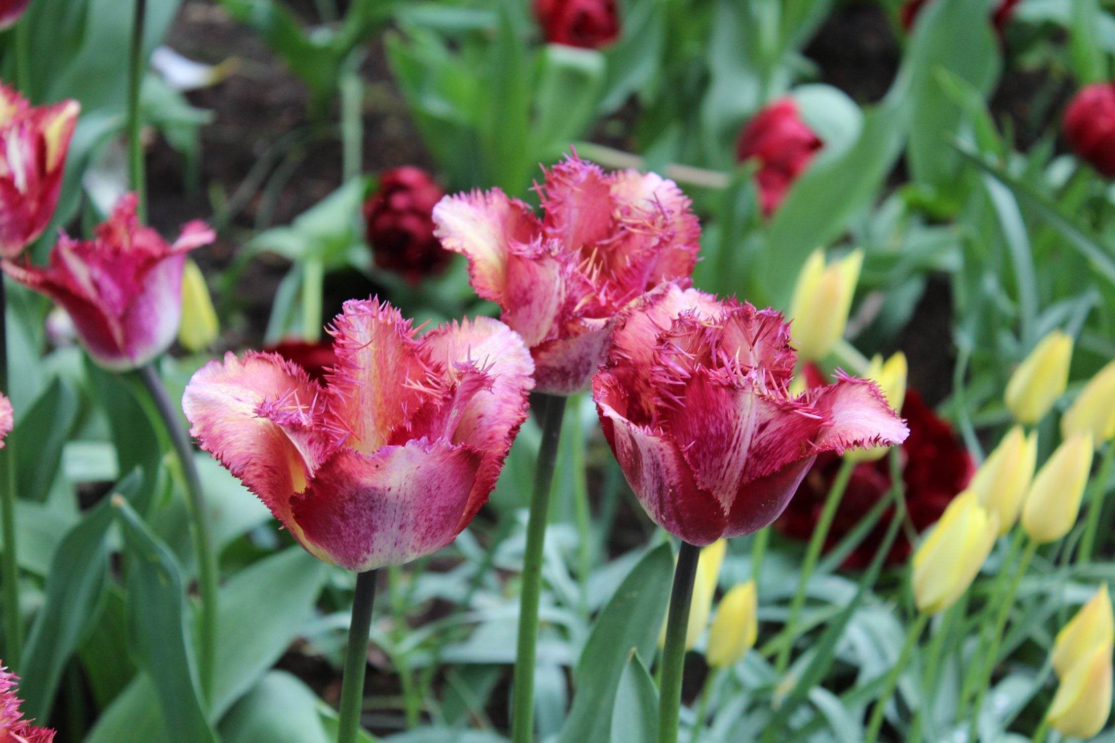 Tulipa 'Colour Fusion'| bekijk hier de video! – Gerven Bulbs