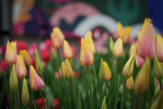 5 Garden Trends for 2026 (And What They Mean for Your Spring Bulbs)