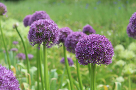 The Allium: A Garden Favourite Worth Knowing