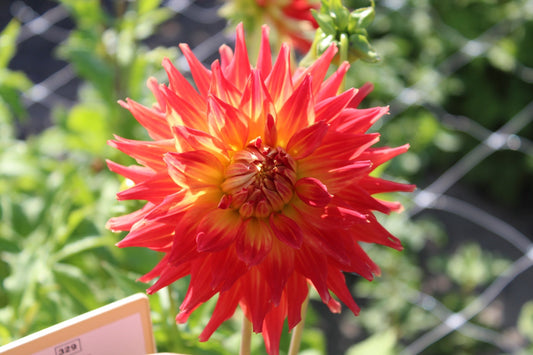 Origin of Dahlia Tubers