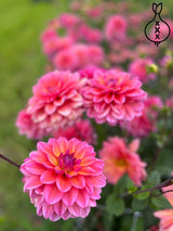 The Origin of Dahlia Tubers