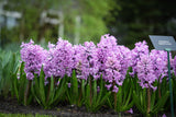Where do Hyacinths come from?