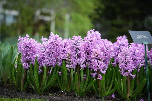 Where do hyacinths come from?