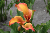 Where do arum lilies come from?