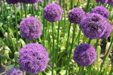 Allium collectie