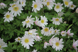 Anemone