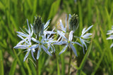 Camassia