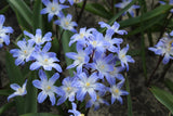 Chionodoxa