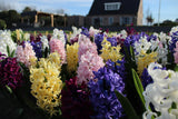 Hyacinten collectie