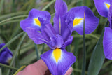 Iris collectie