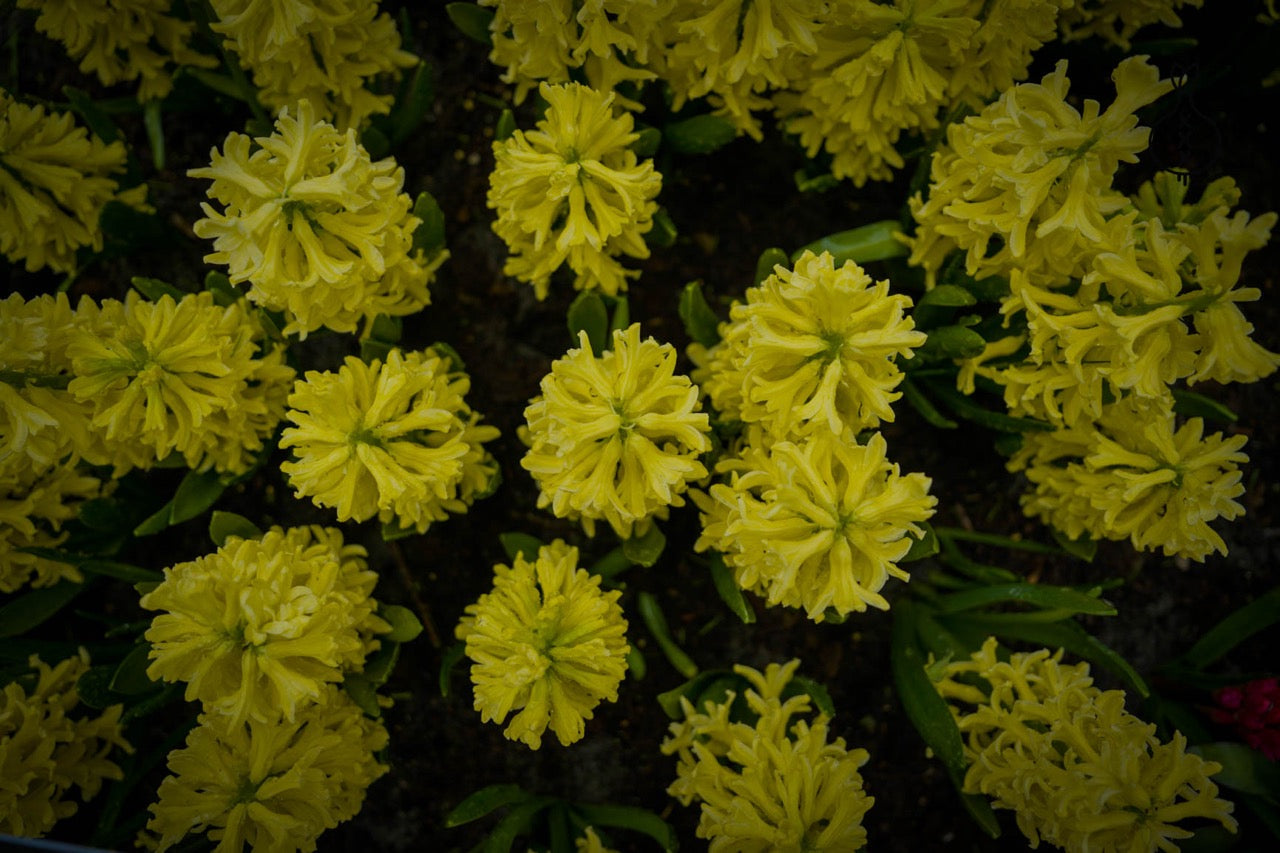 Hyacinth 'Yellow Queen'