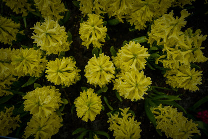 Hyacinth 'Yellow Queen'