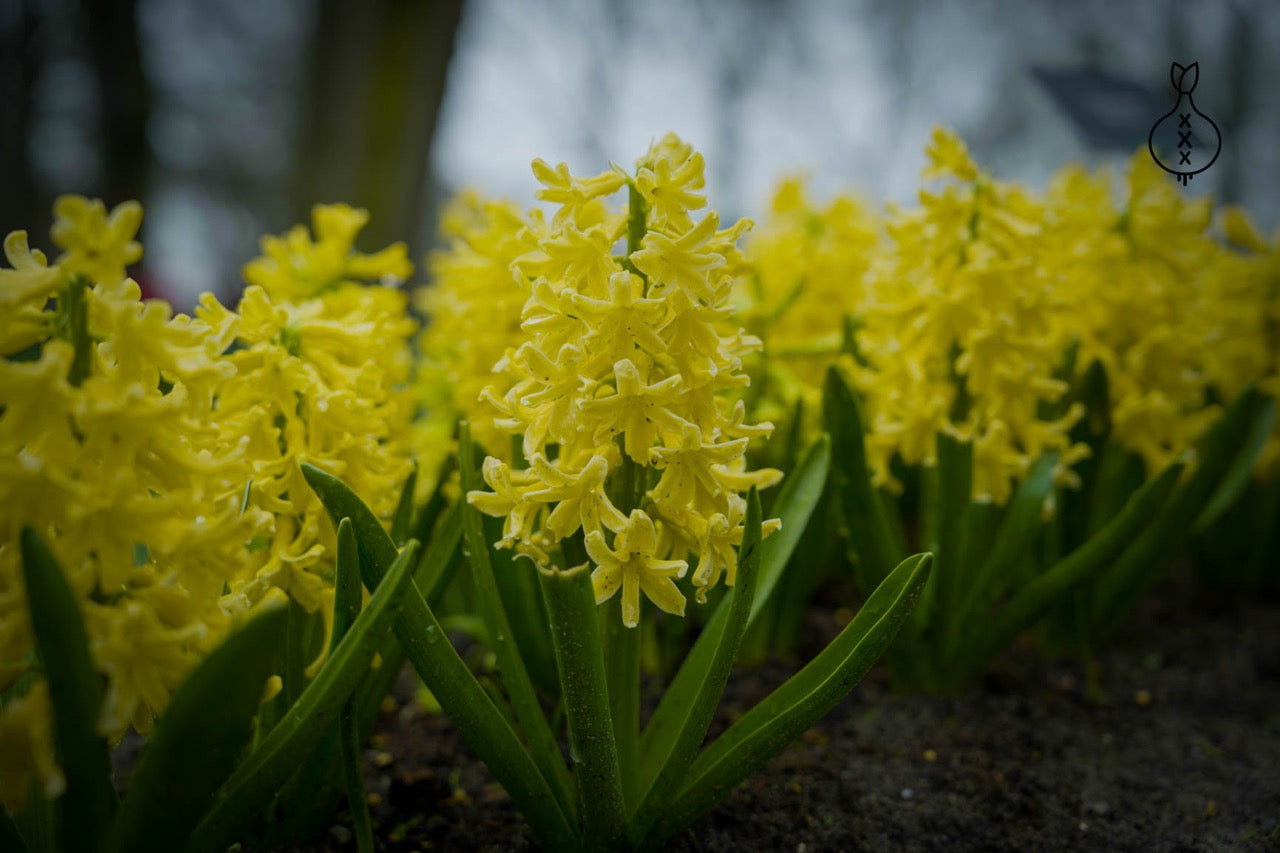 Hyacinth 'Yellow Queen'