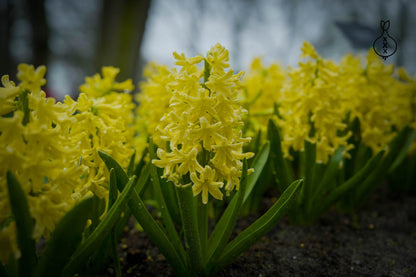 Hyacinth 'Yellow Queen'