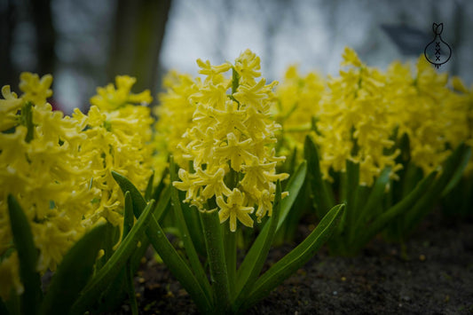 Hyacinth 'Yellow Queen'