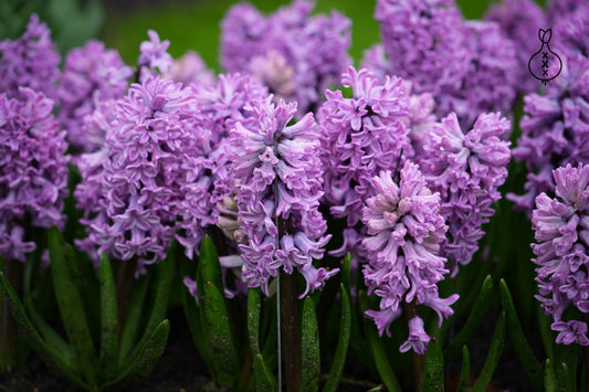 Hyacinth Splendid Cornelia