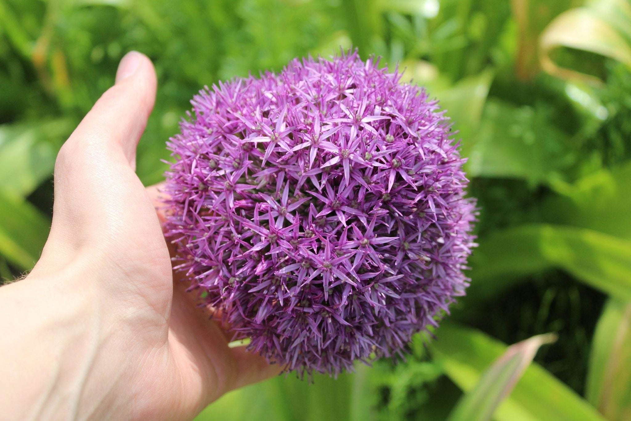 Allium 'Gladiator'