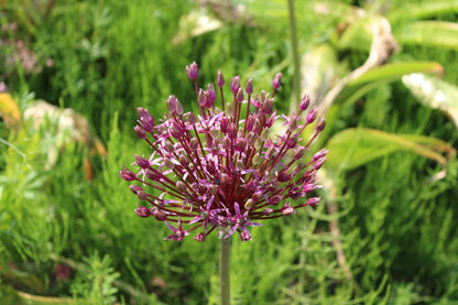 Allium 'Miami'