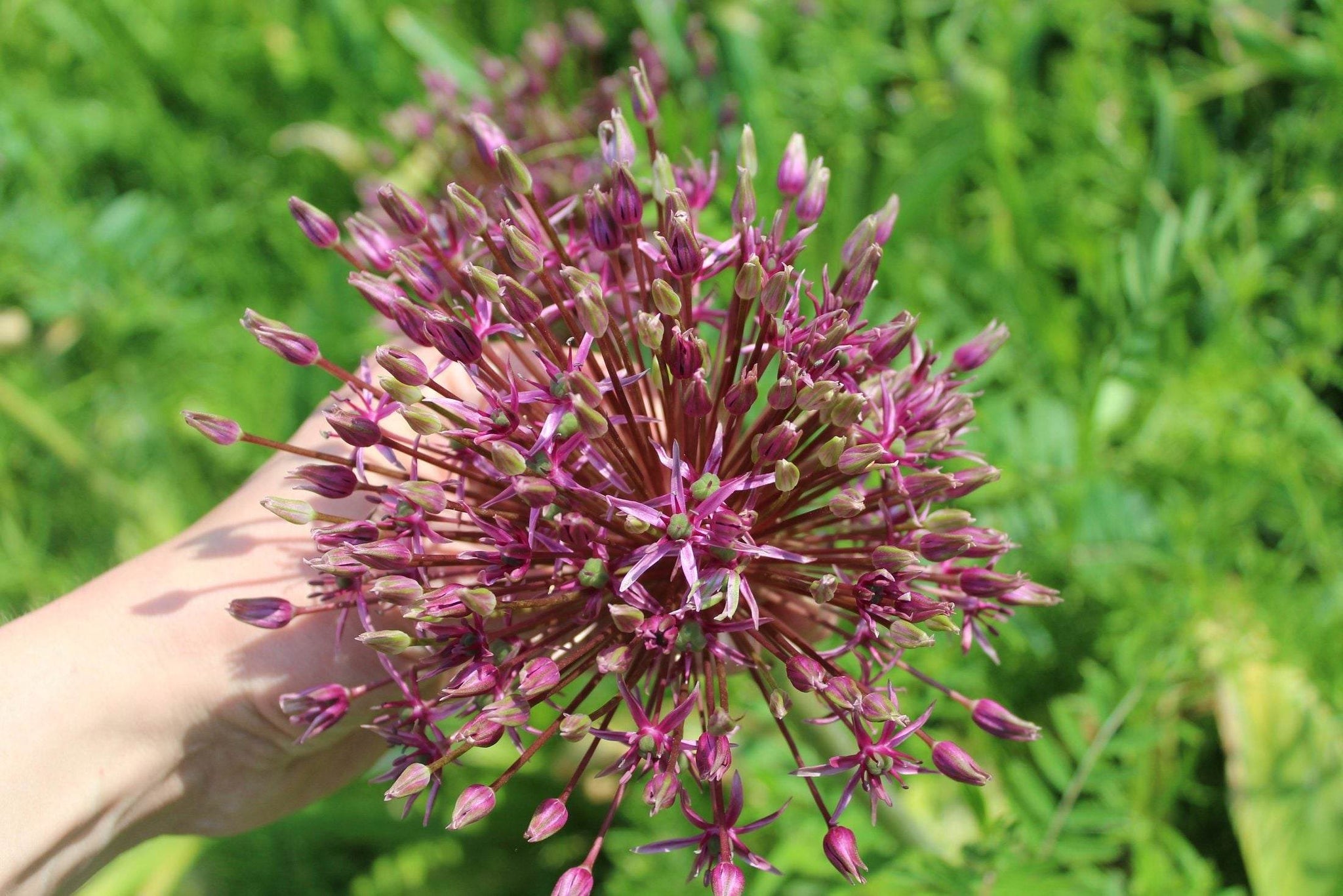 Allium 'Miami'