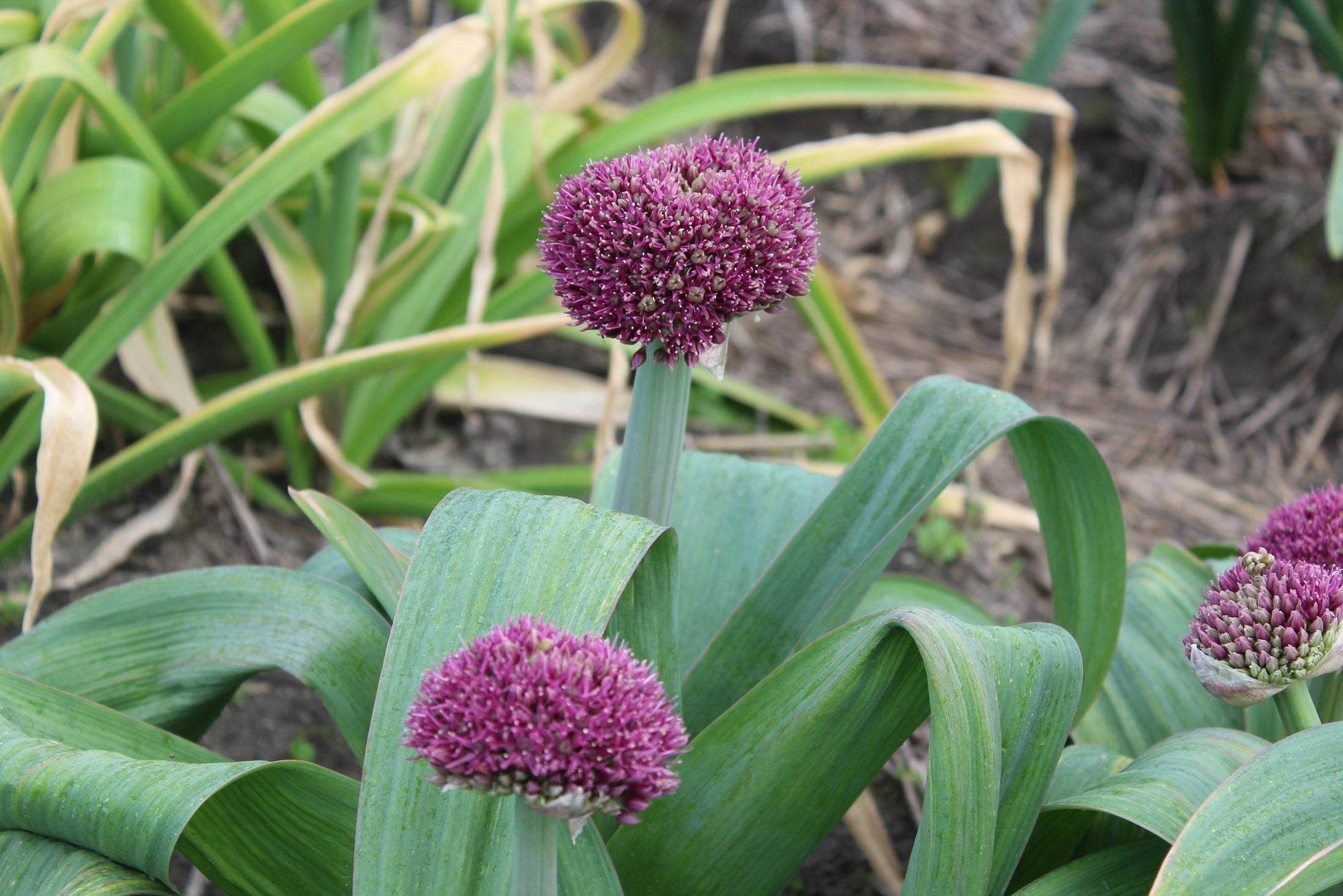 Allium 'Ostara'
