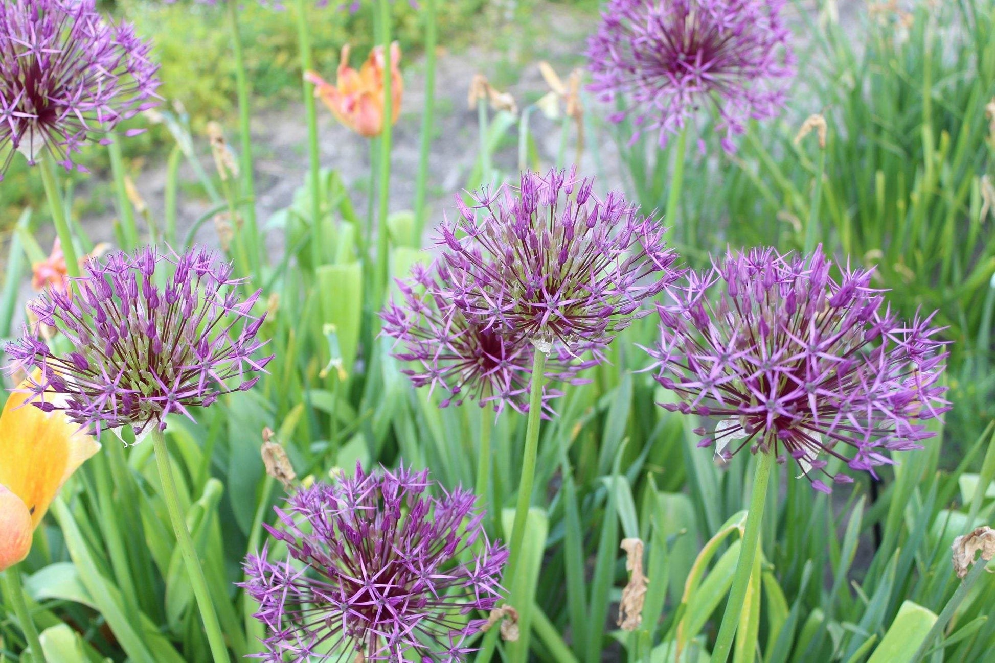 Allium 'Purple Rain'