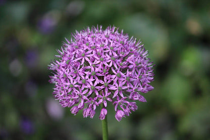 Allium 'Purple Sensation'
