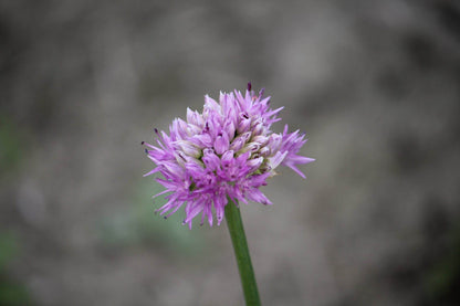 Allium carolinianum 'Rosy Dream'