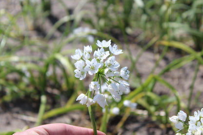 Allium cowanii