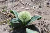 Allium karataviense 'Ivory Queen'