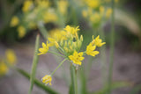 Allium moly