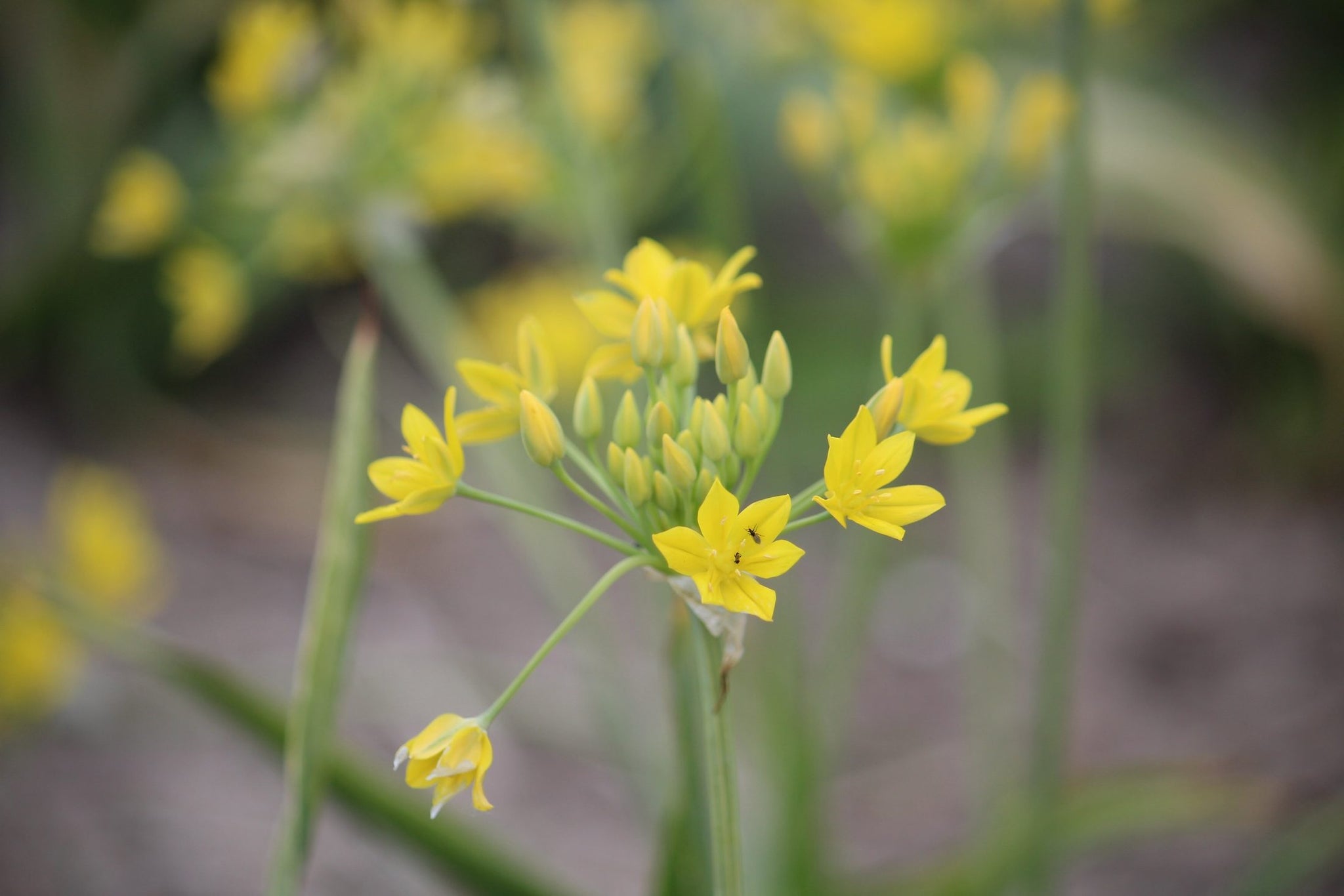 Allium moly