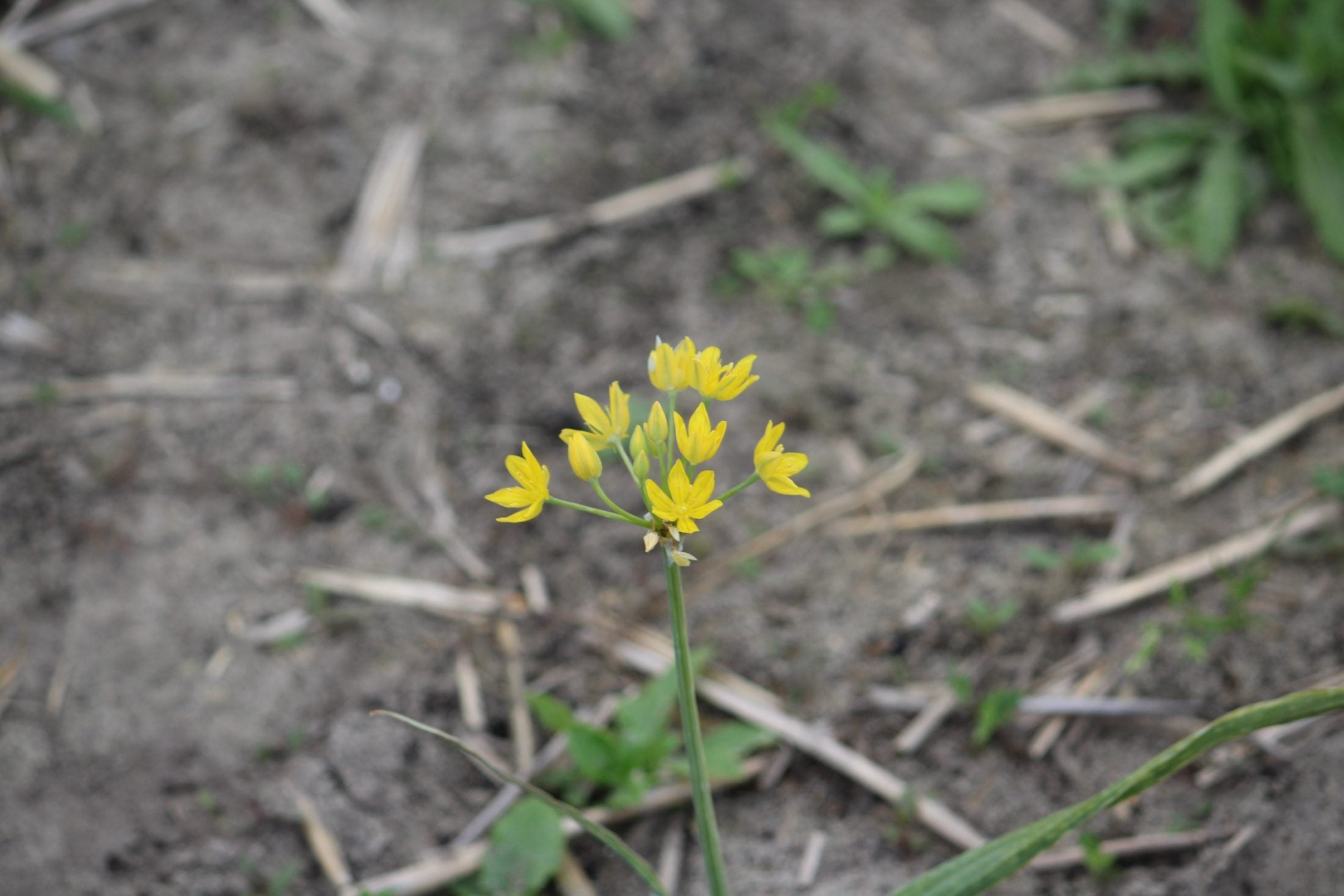 Allium moly