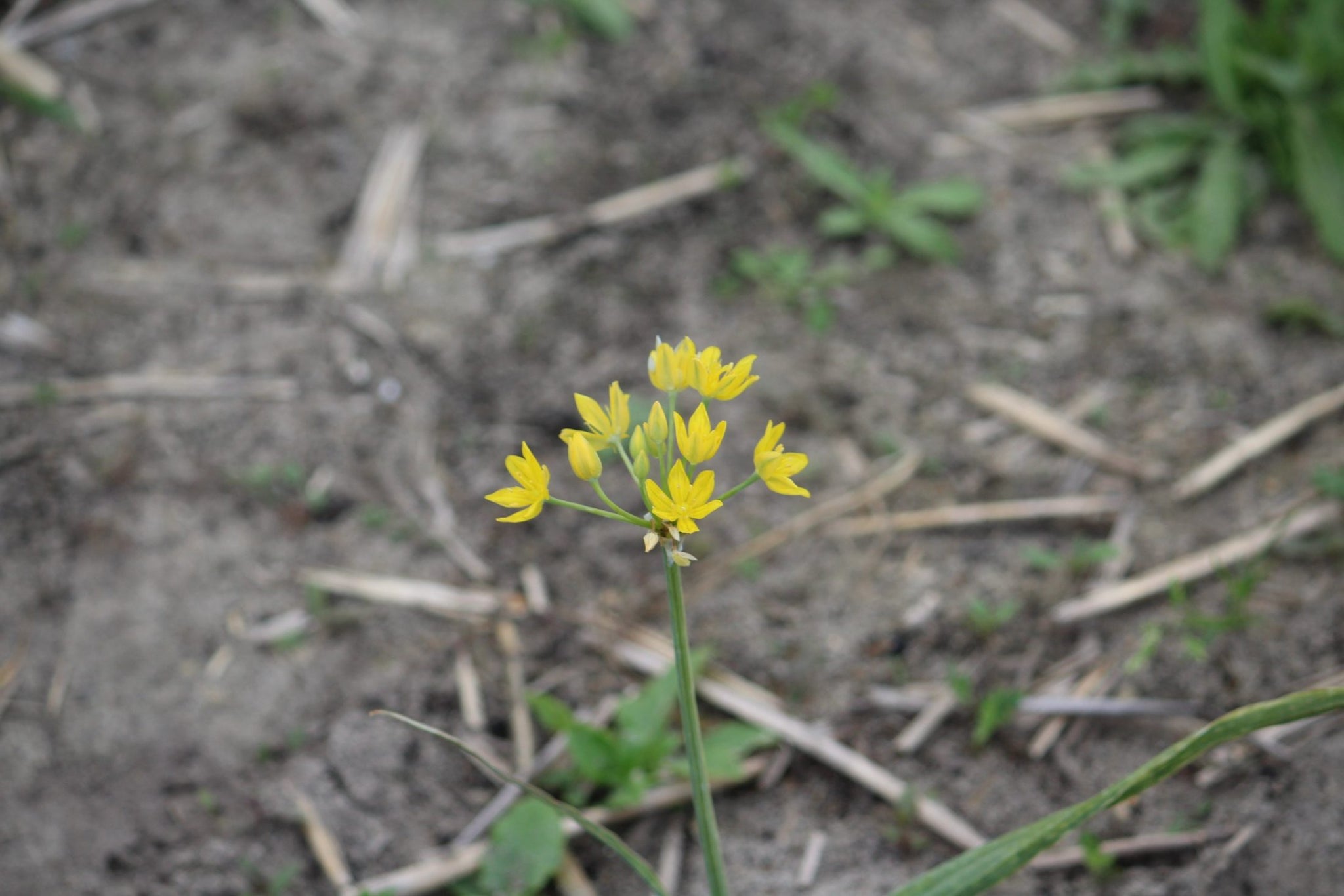 Allium moly