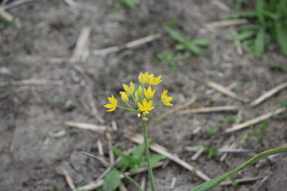 Allium moly