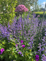 Allium nigrum 'Pink Jewel'