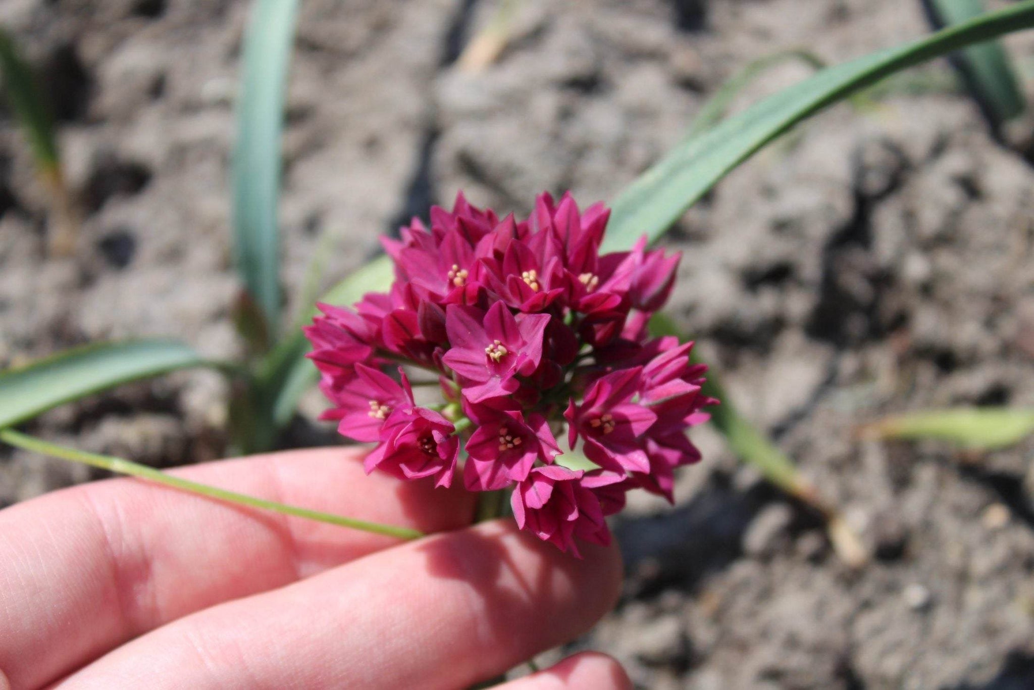 Allium oreophilum 'Baltimore'